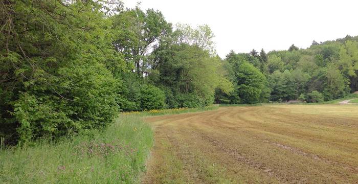 Landwirtschaftsfläche mit Mistaustrag und eingehaltenem Pufferstreifen