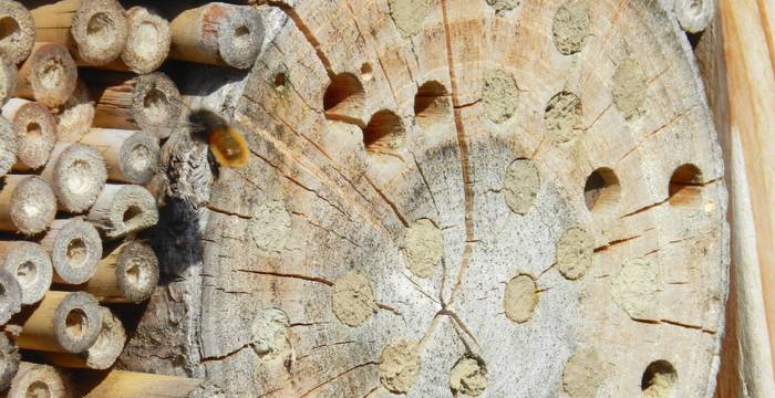 Abeille sauvage devant l'hôtel à insectes