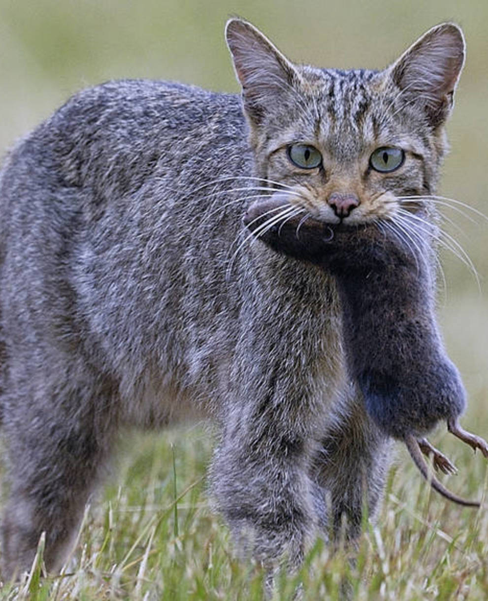 Chat sauvage en chasse
